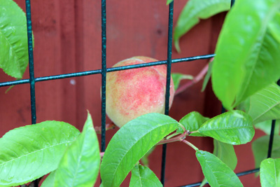 I kväll upptäckte vi att vi faktiskt har frukt på vårt persikoträd! En enda, ännu inte mogen, persika. Den får vi vårda ömt!