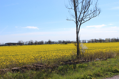 Nu blommar rapsfälten! Så härligt gula!  Sköna maj välkommen till vår bygd igen! O ja!