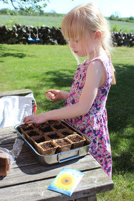 Så till sist så sätter vi solrosfrön i småkrukor som vi sedan ska plantera ut. 