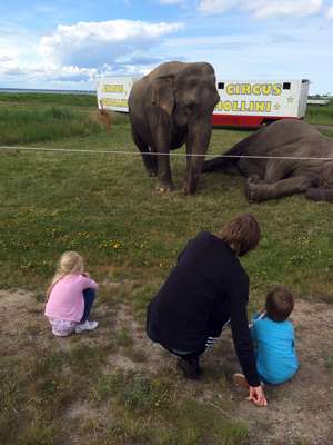 På vägen hem stannar de till vid Färjestadens nya (och tillfälliga) turistattraktion - Cirkuselefanterna!